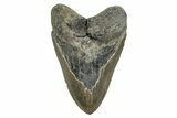 Serrated, Fossil Megalodon Tooth - North Carolina #274790-1